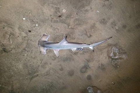 Land Based Game Fishing - Broome Tourism 1