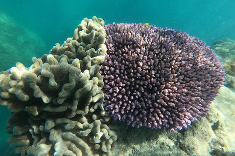 Whitehaven Beach Day Tour With Snorkel In Whitsundays Island - Broome Tourism 18