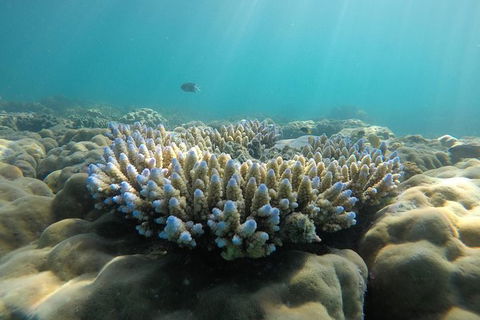 Whitehaven Beach Day Tour With Snorkel In Whitsundays Island - Broome Tourism 16