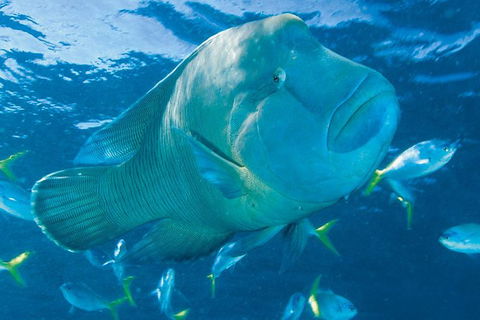 Whitehaven Beach And Hill Inlet Lookout Full-Day Snorkeling Cruise By High-Speed Catamaran - Broome Tourism 4