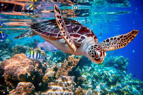 Whitehaven Beach And Hill Inlet Lookout Full-Day Snorkeling Cruise By High-Speed Catamaran - Broome Tourism 9