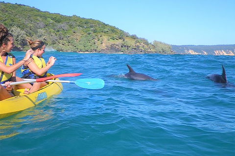 Half-Day Kayak With Dolphins And 4WD Beach Drive From Rainbow Beach - Broome Tourism 1