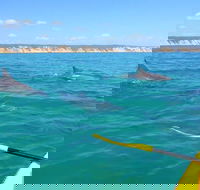 Half-Day Kayak with Dolphins and 4WD Beach Drive from Rainbow Beach - Broome Tourism