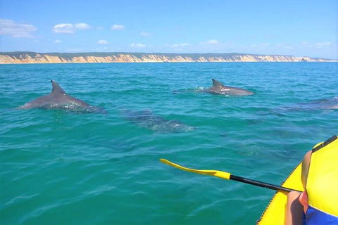 Half-Day Kayak With Dolphins And 4WD Beach Drive From Rainbow Beach - Broome Tourism 0