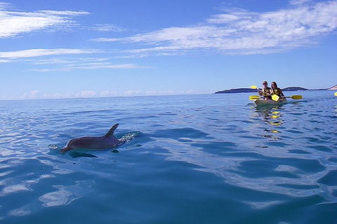 Half-Day Kayak With Dolphins And 4WD Beach Drive From Rainbow Beach - Broome Tourism 9
