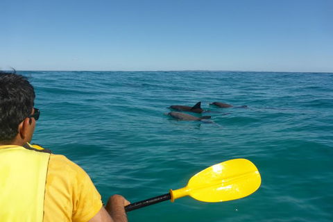 Half-Day Kayak With Dolphins And 4WD Beach Drive From Rainbow Beach - Broome Tourism 6