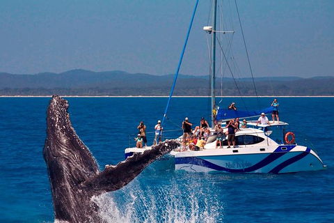 Blue Dolphin Exclusive Whale Watch Encounters - Broome Tourism 0