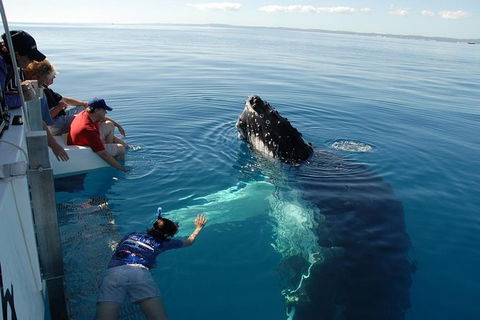 Blue Dolphin Exclusive Whale Watch Encounters - Broome Tourism 1