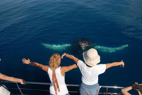 Blue Dolphin Exclusive Whale Watch Encounters - Broome Tourism 3