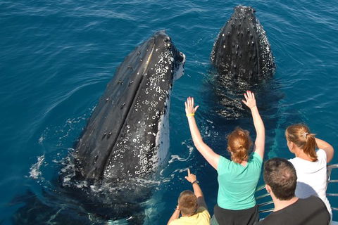 Blue Dolphin Exclusive Whale Watch Encounters - Broome Tourism 8