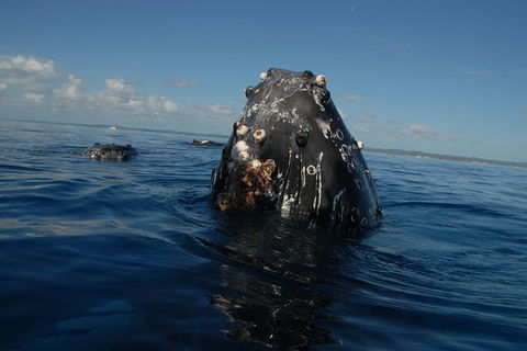 Blue Dolphin Exclusive Whale Watch Encounters - Broome Tourism 9