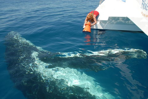 Blue Dolphin Exclusive Whale Watch Encounters - Broome Tourism 4