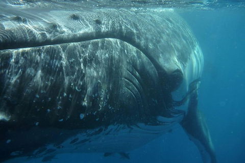 Blue Dolphin Exclusive Whale Watch Encounters - Broome Tourism 6