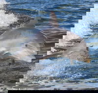 Noosa Oceanrider Scenic Dolphin Safari - Broome Tourism