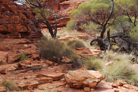 Kings Canyon Day Trip From Ayers Rock - Broome Tourism 24