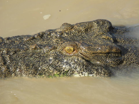 Darwin Jumping Crocodiles Cruise On Adelaide River - Broome Tourism 4