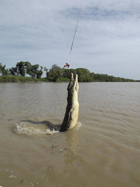 Darwin Jumping Crocodiles Cruise On Adelaide River - Broome Tourism 2