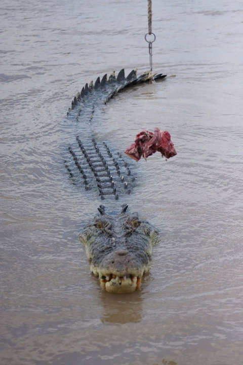 Darwin Jumping Crocodiles Cruise On Adelaide River - Broome Tourism 7