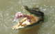 Darwin Jumping Crocodiles Cruise On Adelaide River - thumb 0