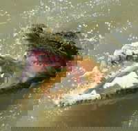 Darwin Jumping Crocodiles Cruise on Adelaide River - Broome Tourism
