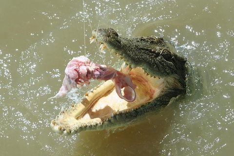 Darwin Jumping Crocodiles Cruise On Adelaide River - Broome Tourism 0