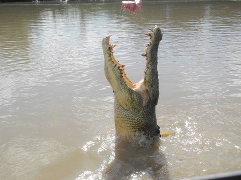 Darwin Jumping Crocodiles Cruise On Adelaide River - Broome Tourism 5