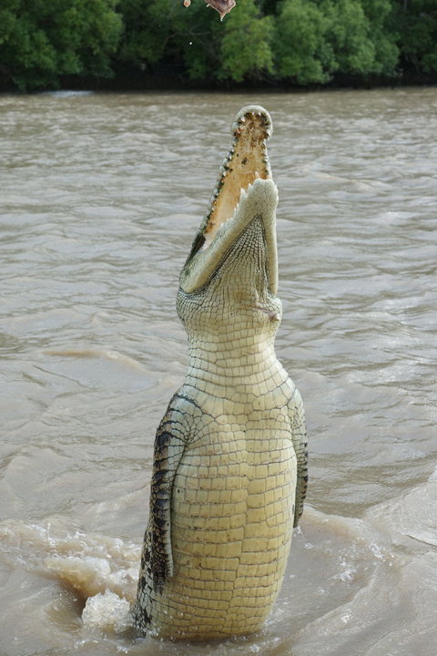Darwin Jumping Crocodiles Cruise On Adelaide River - Broome Tourism 6