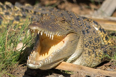1 Day Corroboree Billabong Wetland Experience Including 2.5 Hour Cruise + Lunch - Broome Tourism 1