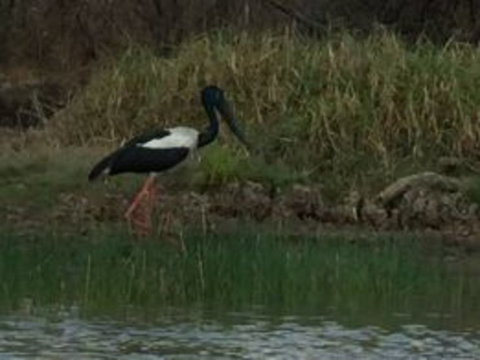 1 Day Corroboree Billabong Wetland Experience Including 2.5 Hour Cruise + Lunch - Broome Tourism 3