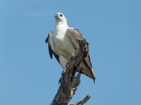 1 Day Corroboree Billabong Wetland Experience Including 2.5 Hour Cruise + Lunch - Broome Tourism 2