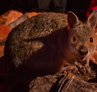Alice Springs Desert Park Nocturnal Tour - Broome Tourism