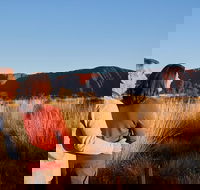 Uluru Sunrise and Kata Tjuta Half Day Trip - Broome Tourism