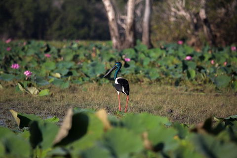 2:30pm Safari Cruise (1.5 Hours) - Broome Tourism 1