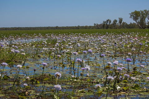 2:30pm Safari Cruise (1.5 Hours) - Broome Tourism 0