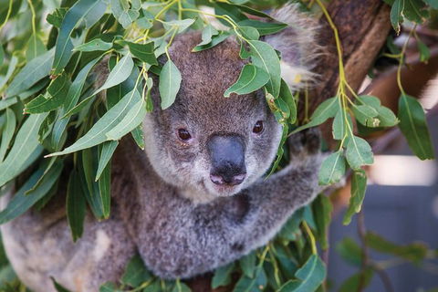 Private Guided Tour: Blue Mountains Tour From Sydney - Broome Tourism 4