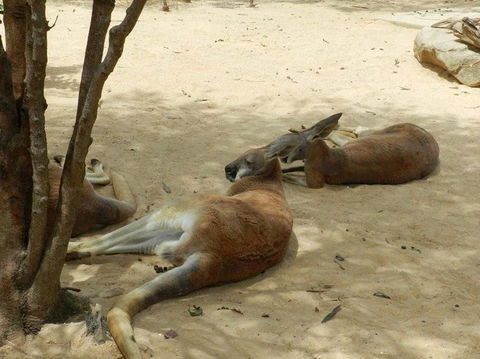 Sydney Taronga Zoo General Entry Ticket - Broome Tourism 14