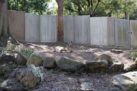 Sydney Taronga Zoo General Entry Ticket - Broome Tourism 2