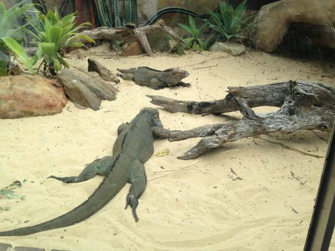 Sydney Taronga Zoo General Entry Ticket - Broome Tourism 22