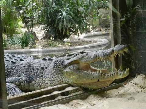Sydney Taronga Zoo General Entry Ticket - Broome Tourism 15