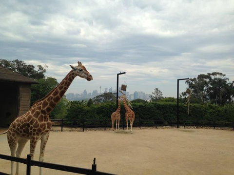 Sydney Taronga Zoo General Entry Ticket - Broome Tourism 23