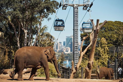 Sydney Taronga Zoo General Entry Ticket - Broome Tourism 32