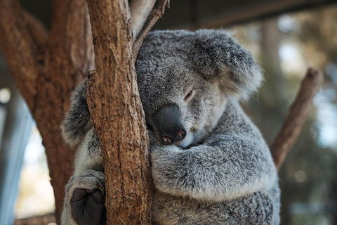 Sydney Taronga Zoo General Entry Ticket - Broome Tourism 30