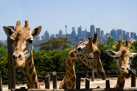 Sydney Taronga Zoo General Entry Ticket - Broome Tourism 25