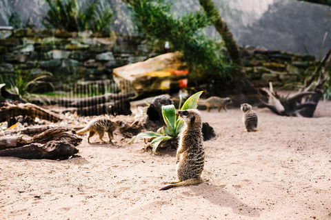 Sydney Taronga Zoo General Entry Ticket And Wild Australia Experience - Broome Tourism 10