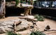 Sydney Taronga Zoo General Entry Ticket And Wild Australia Experience - thumb 11