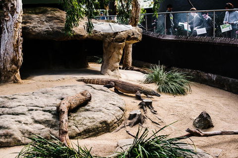 Sydney Taronga Zoo General Entry Ticket And Wild Australia Experience - Broome Tourism 11
