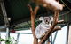 Sydney Taronga Zoo General Entry Ticket And Wild Australia Experience - thumb 2