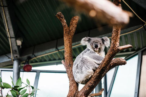 Sydney Taronga Zoo General Entry Ticket And Wild Australia Experience - Broome Tourism 2