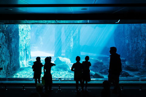 Sydney Taronga Zoo General Entry Ticket And Wild Australia Experience - Broome Tourism 3