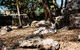 Sydney Taronga Zoo General Entry Ticket And Wild Australia Experience - thumb 7
